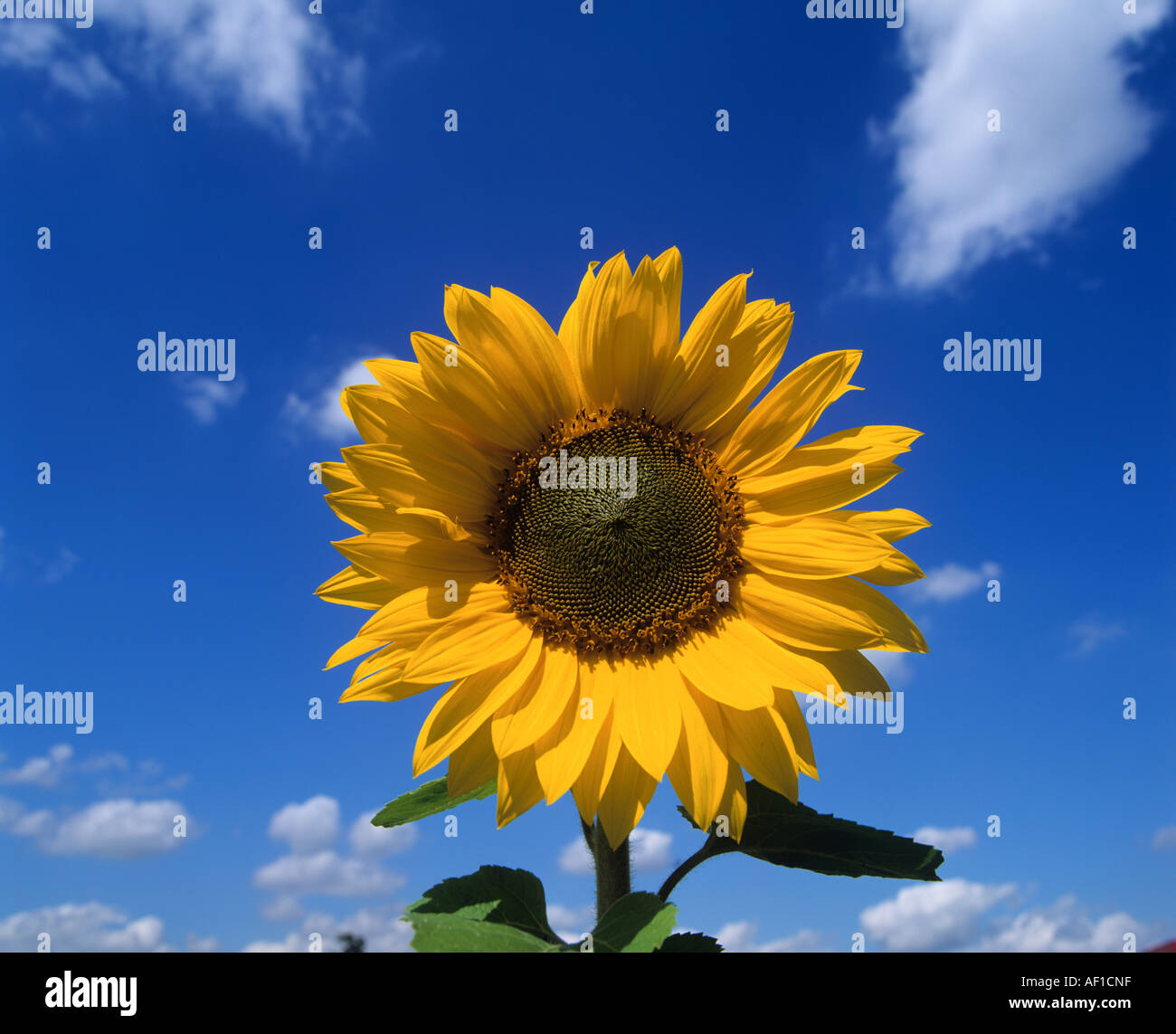 Sunflower Stock Photo