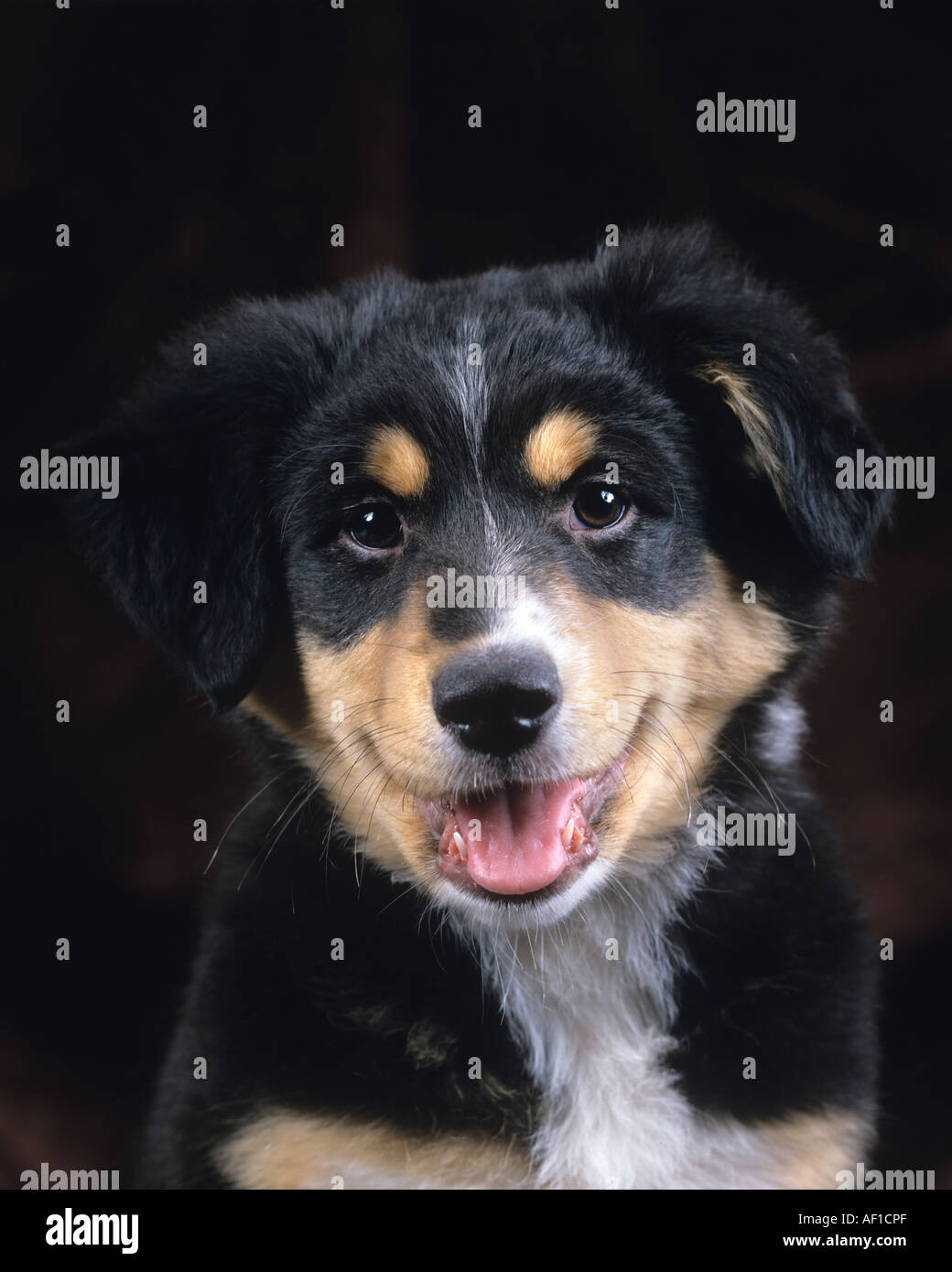 Border collie puppy Stock Photo