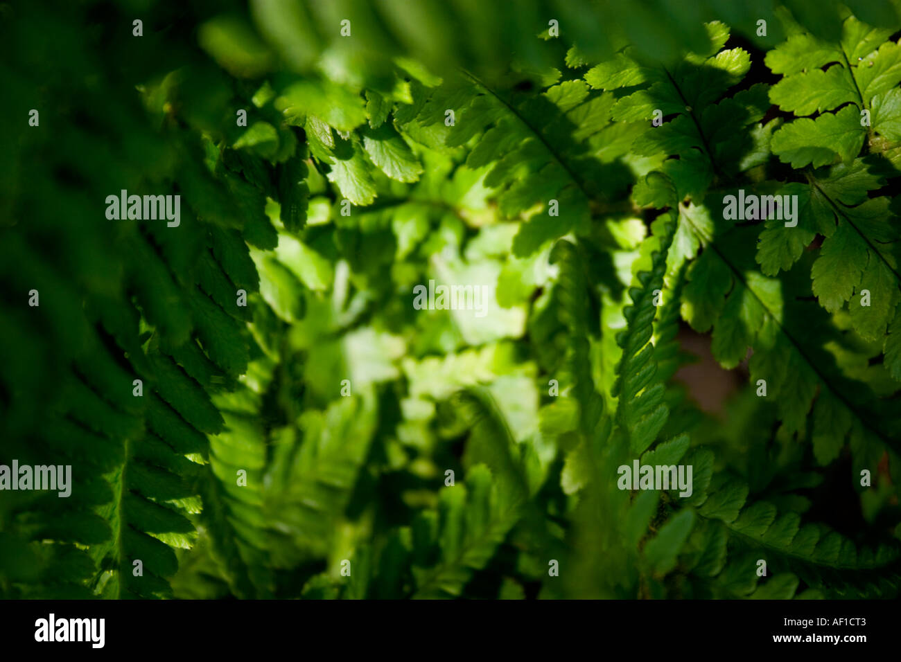 Fern green Leaf background Stock Photo