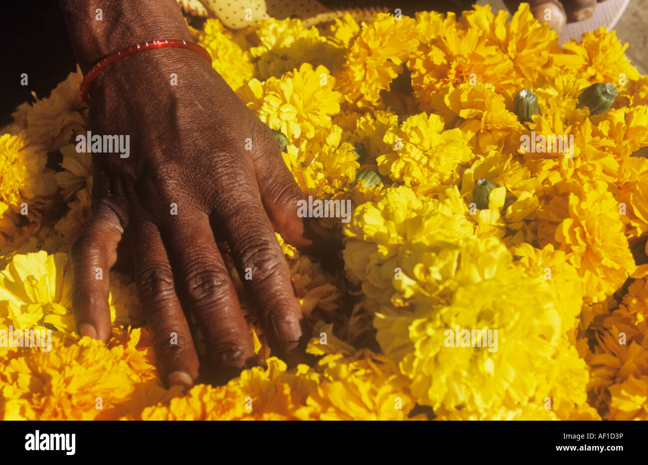 Hand rests on marigold flowers for sale at a market in India. Stock Photo