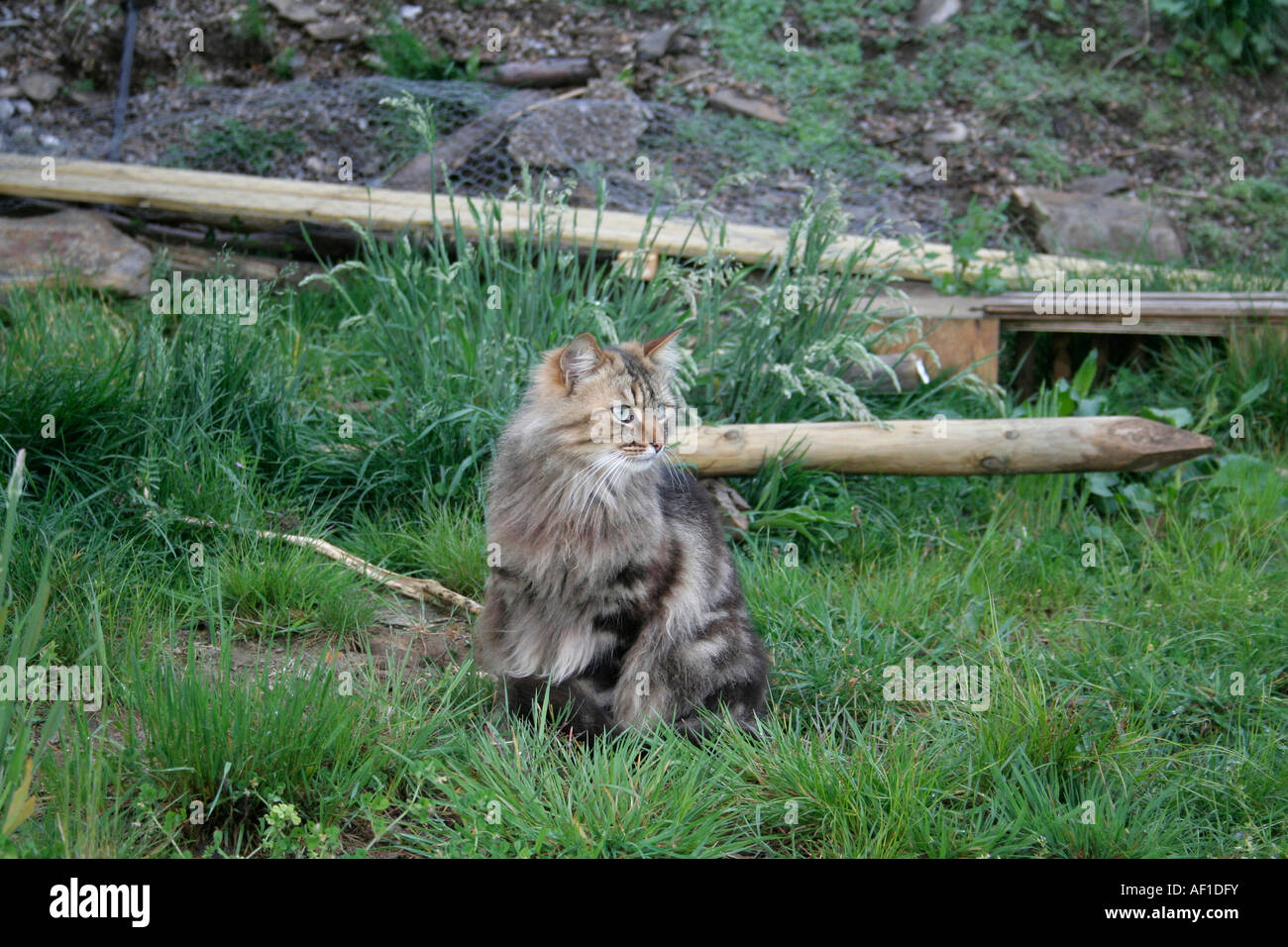 grey cat in field watching Stock Photo - Alamy