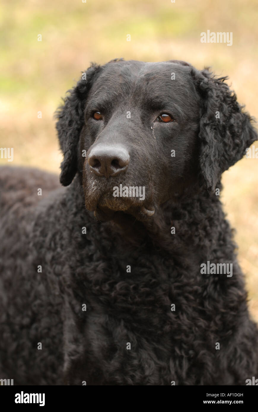 CurlyCoated Retriever Stock Photo Alamy