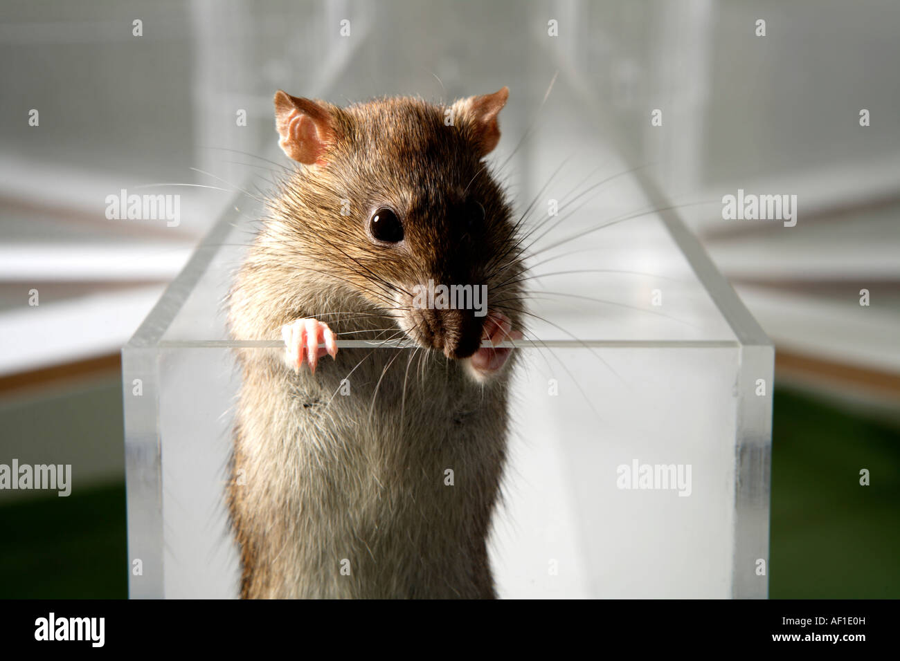 Psychology Experiment High Resolution Stock Photography and Images Alamy