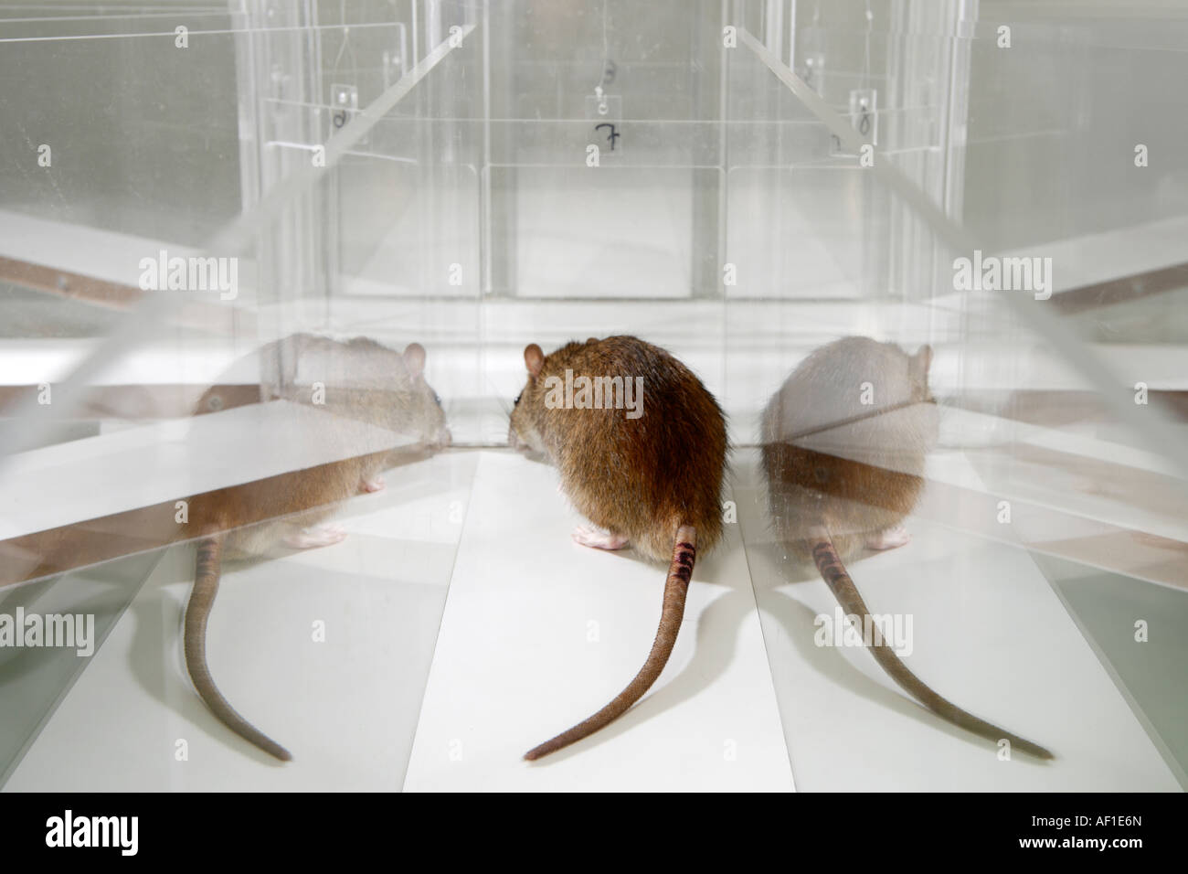 Laboratory Rat in psychology experiment glass maze Stock Photo