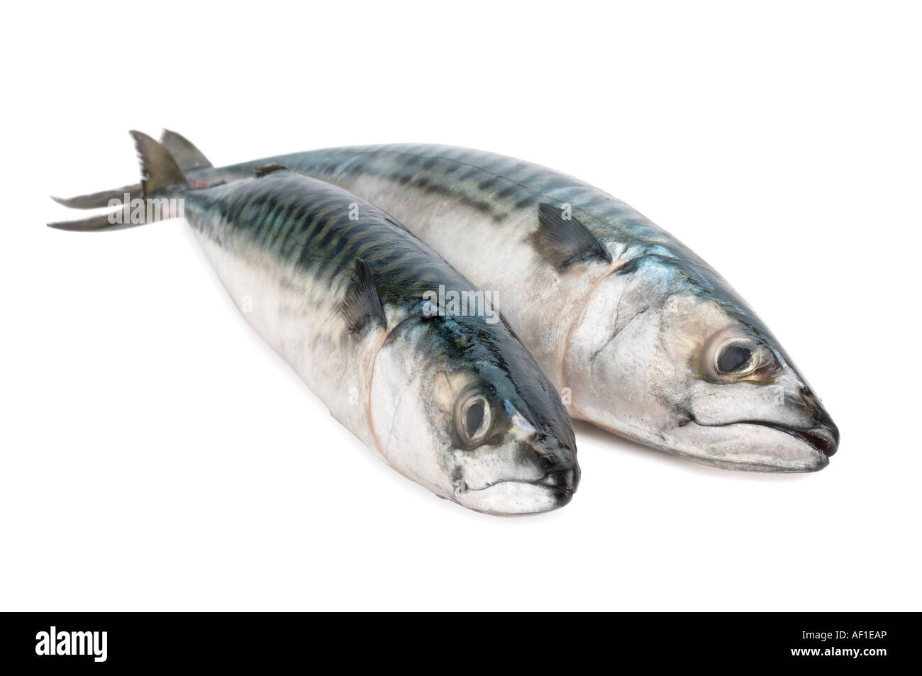 Two Whole Mackerel Stock Photo