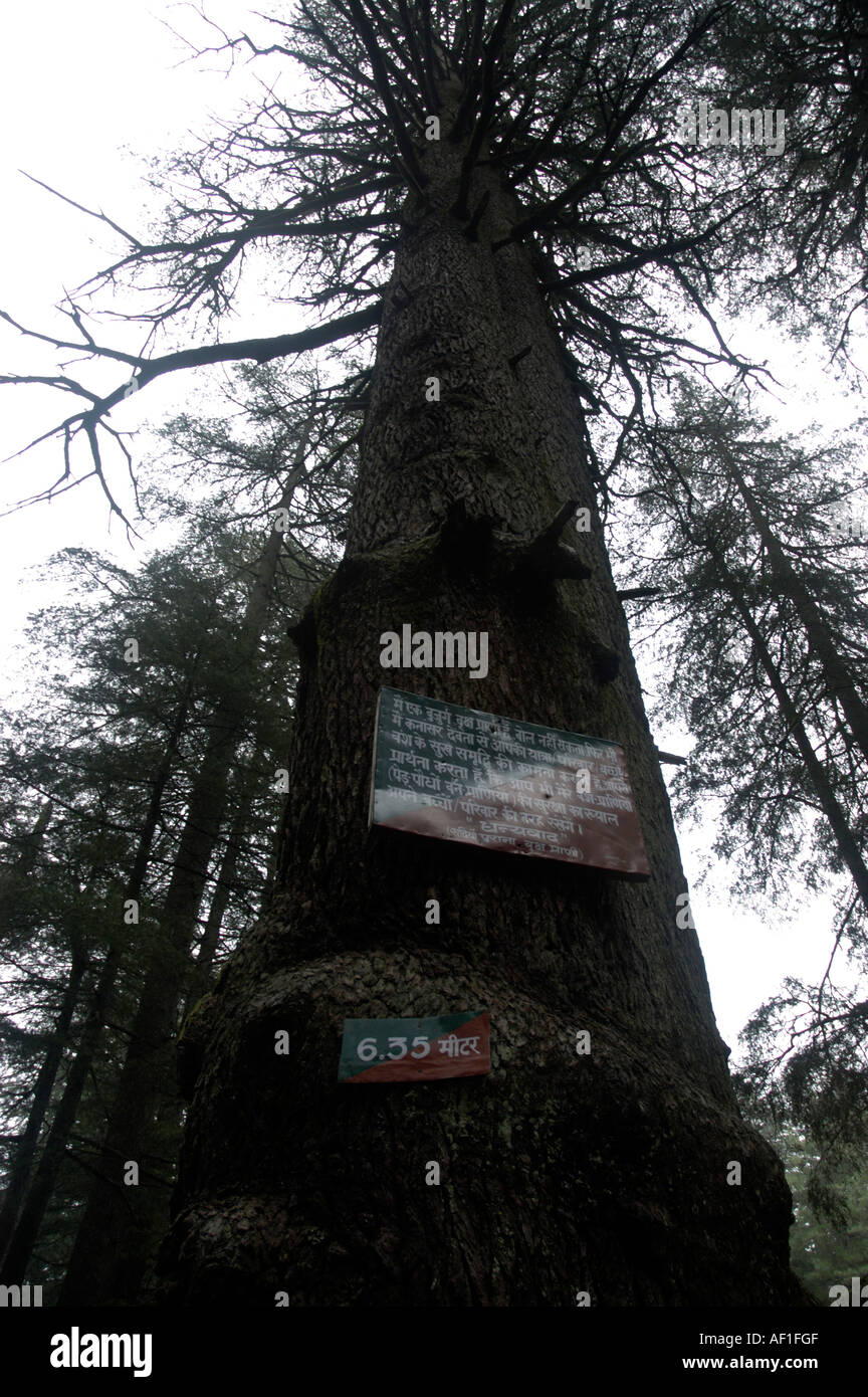 A REALLY TALL TREE Stock Photo - Alamy