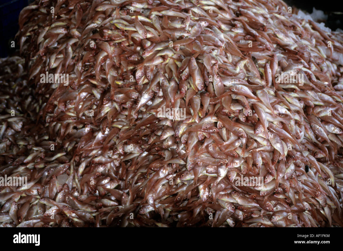 South India Kerala Calicut Fishing Village Stock Photo - Alamy