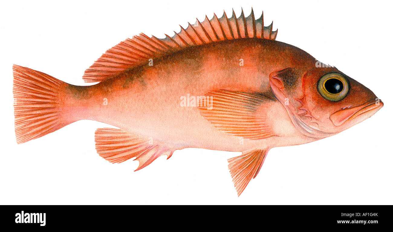 Lesser Redfish, Norway Haddock (Sebastes viviparus), drawing Stock Photo