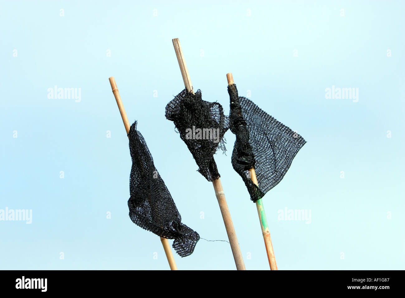 Lobster trap marker flags Stock Photo Alamy
