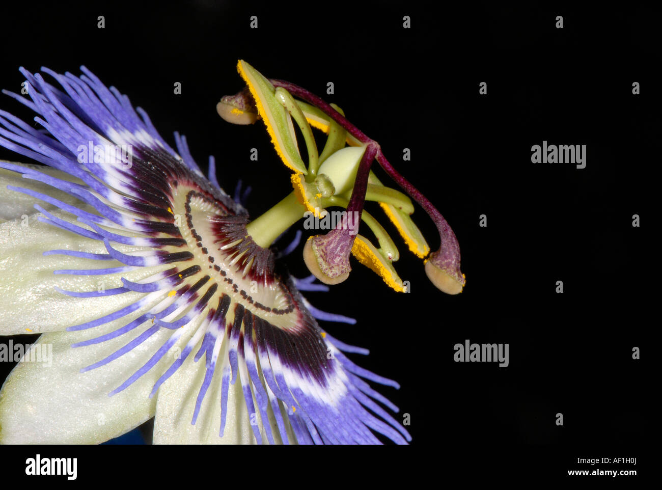 Passion Flower side view Stock Photo