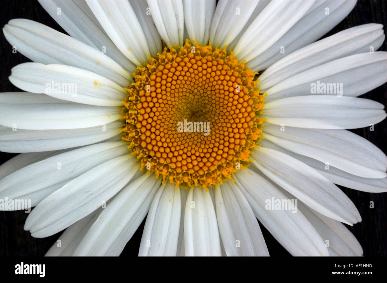 A close up of the centre of a daisy Stock Photo