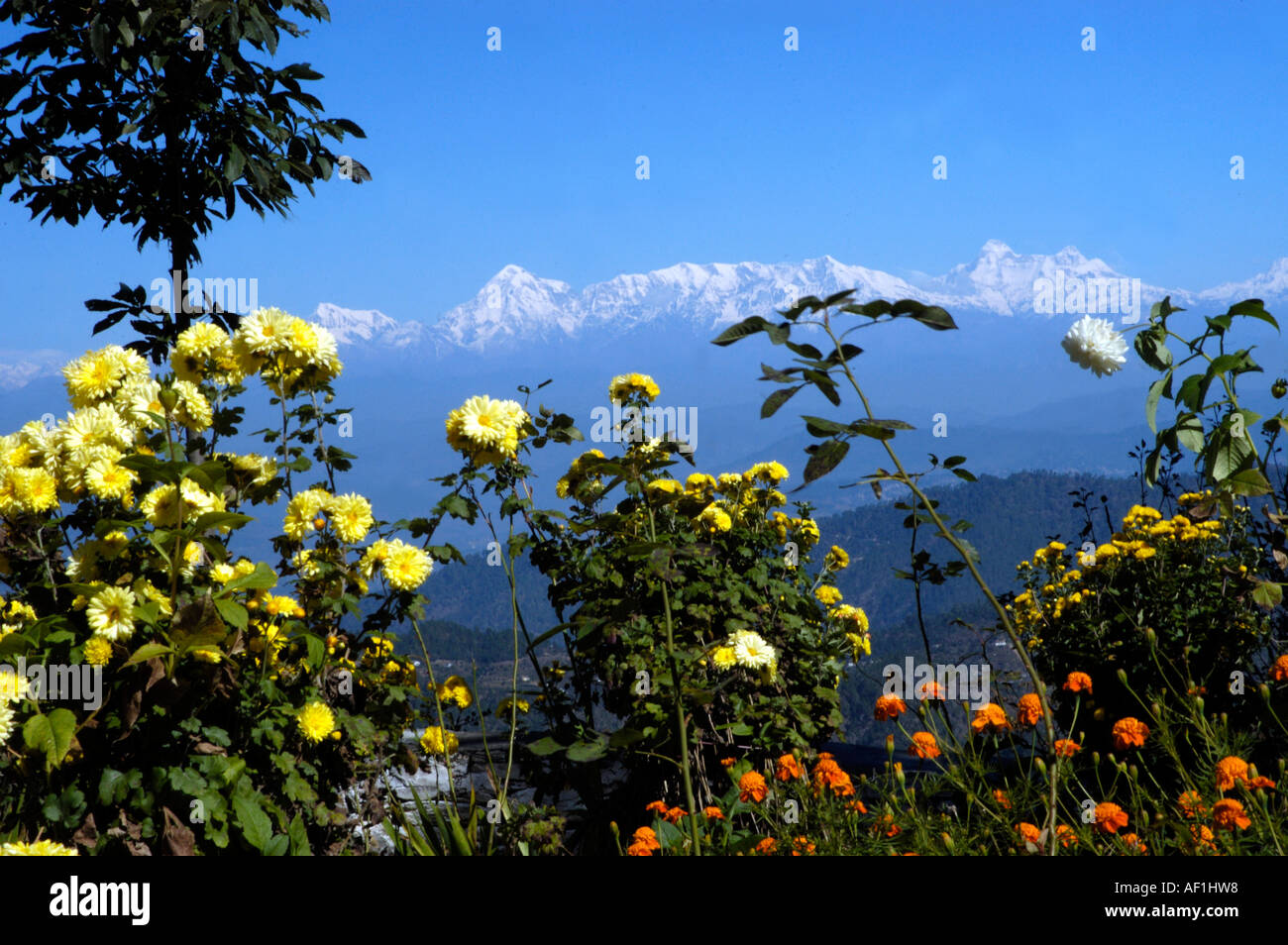 Flora of the himalayas hi-res stock photography and images - Alamy