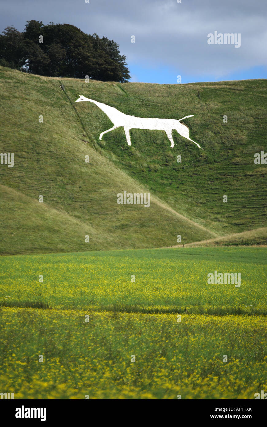 The Cherhill White Horse from meadows, Cherhill, Wiltshire, England, United Kingdom Stock Photo