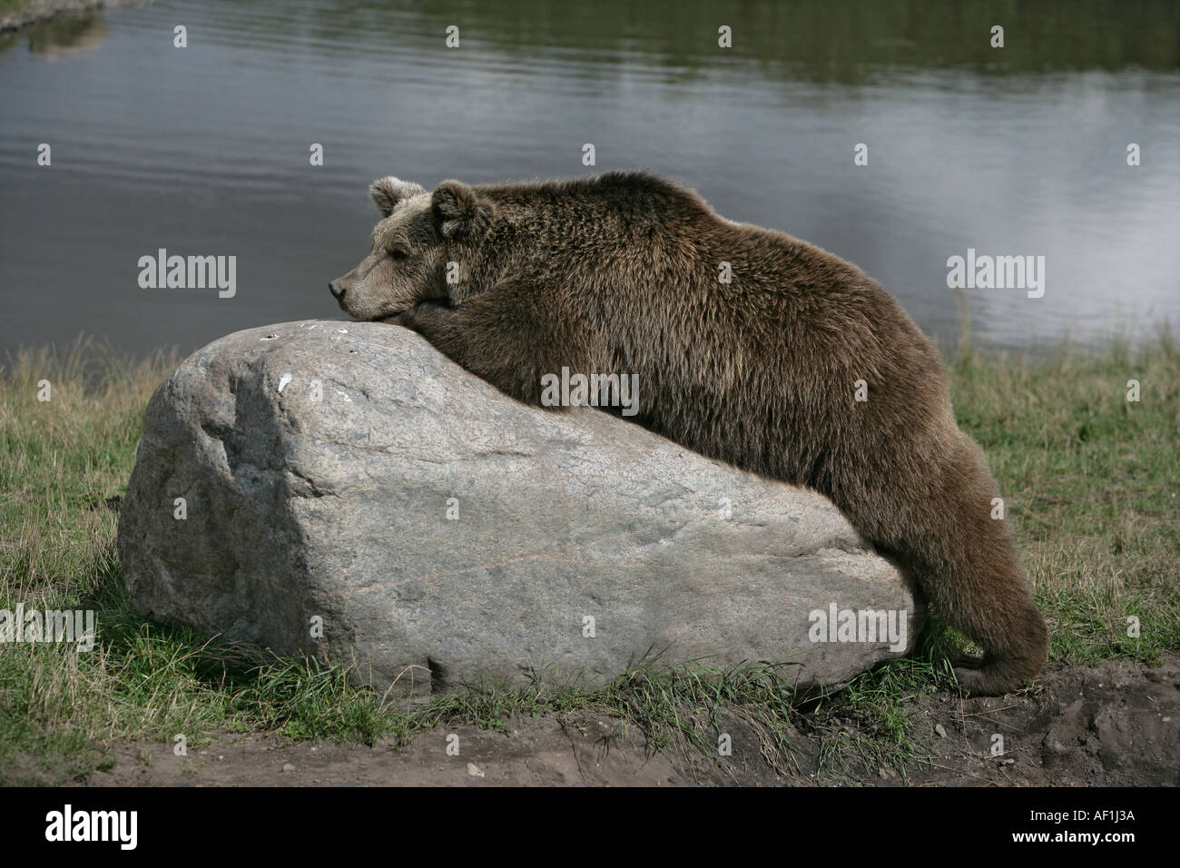 BROWN BEAR EUROPEAN Ursus arctos Stock Photo - Alamy
