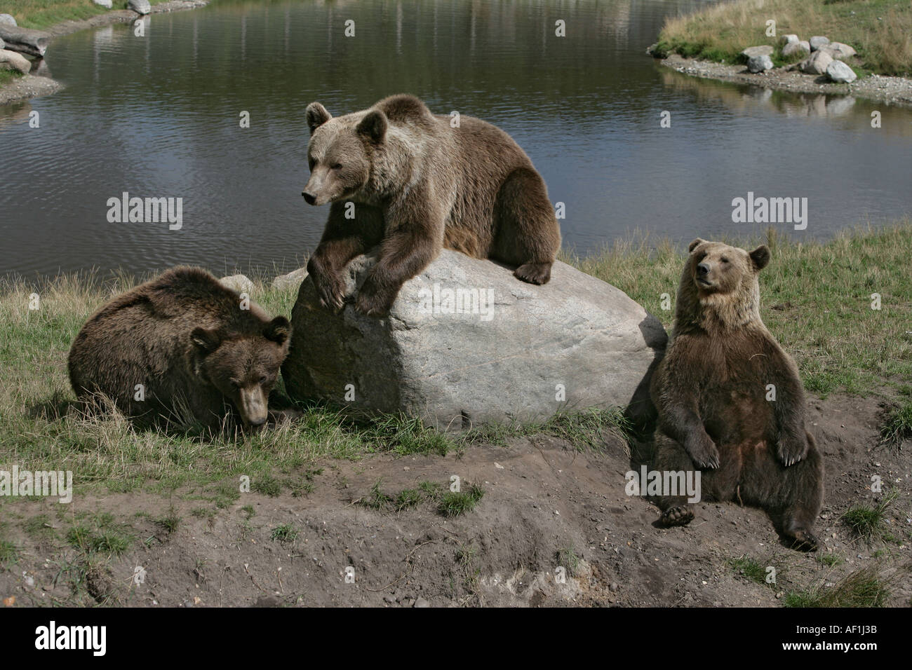 BROWN BEAR EUROPEAN Ursus arctos Stock Photo - Alamy