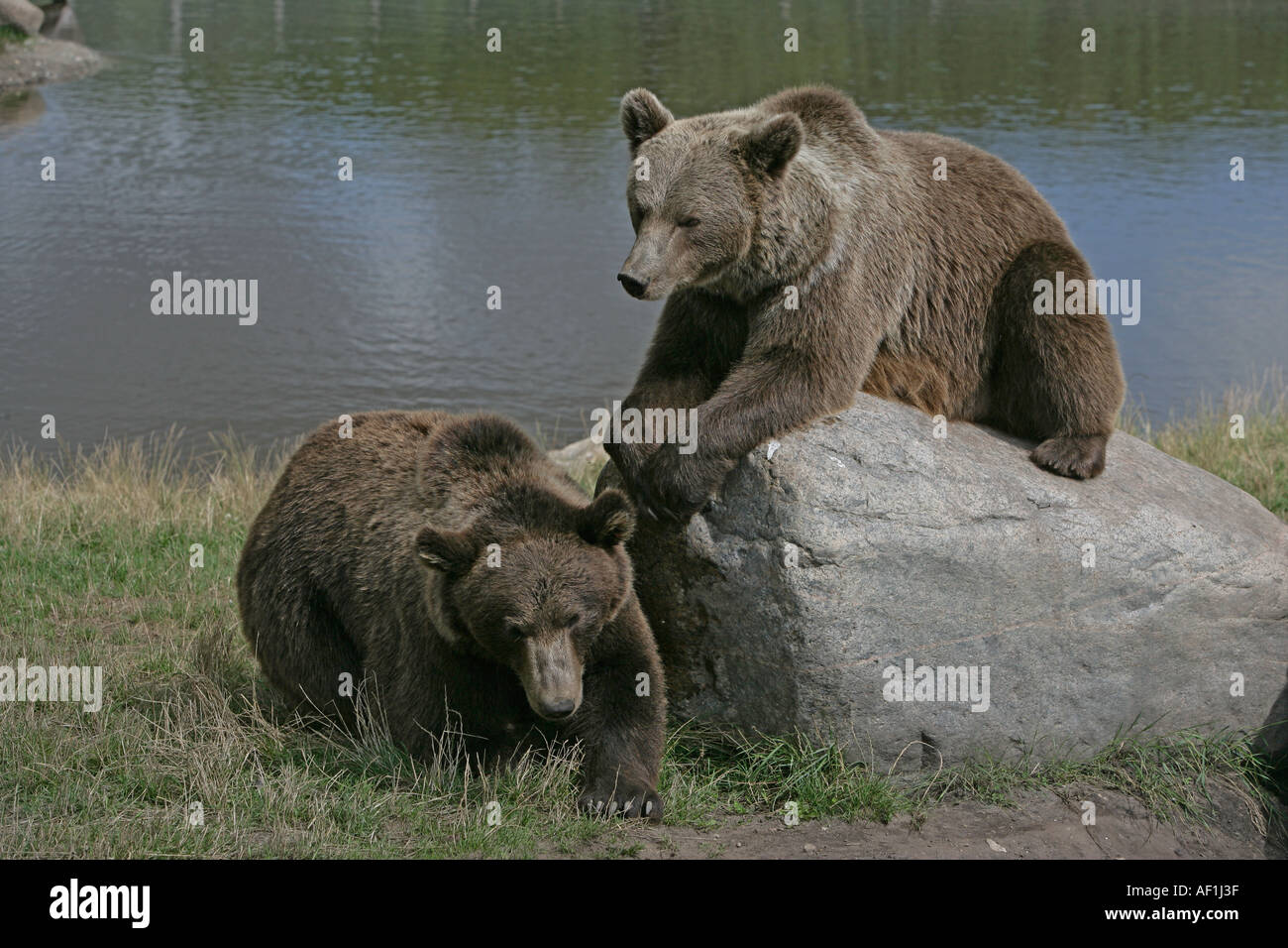 BROWN BEAR EUROPEAN Ursus arctos Stock Photo - Alamy