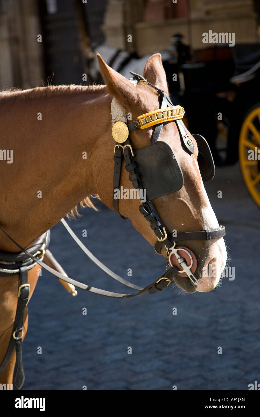 Horse and cart in Seville Stock Photo Alamy
