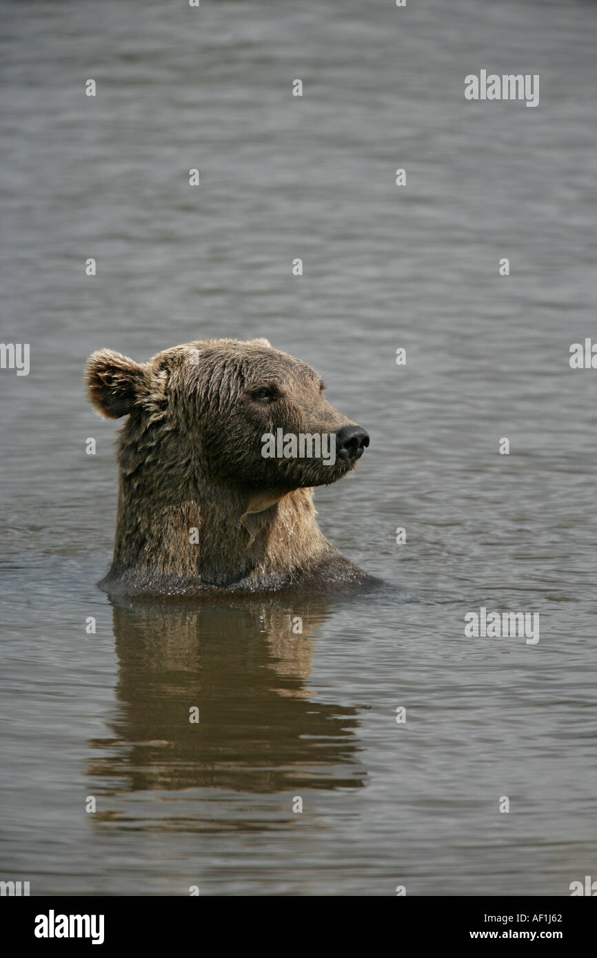 BROWN BEAR EUROPEAN Ursus arctos Stock Photo - Alamy