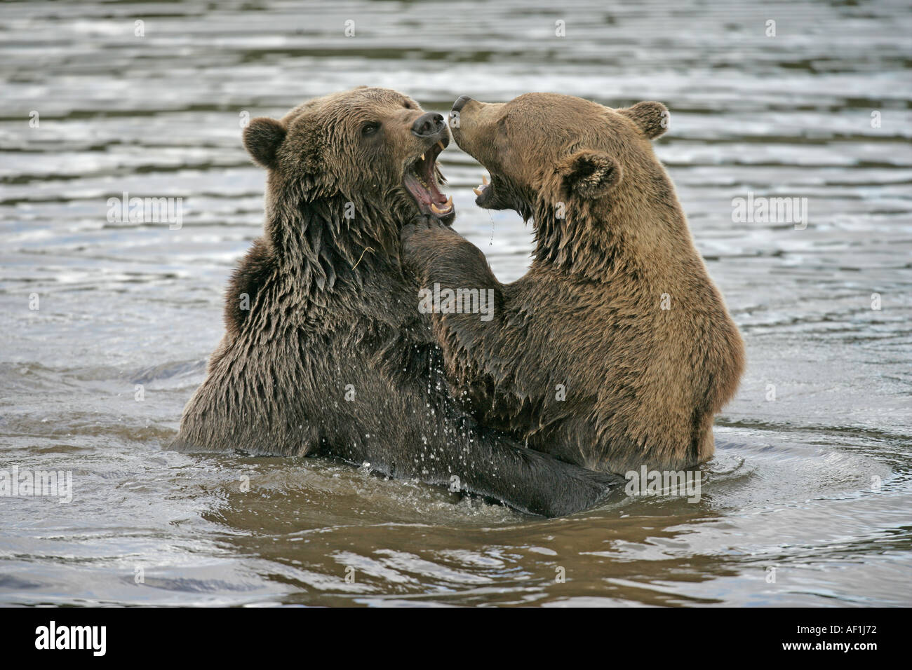 BROWN BEAR EUROPEAN Ursus arctos Stock Photo - Alamy
