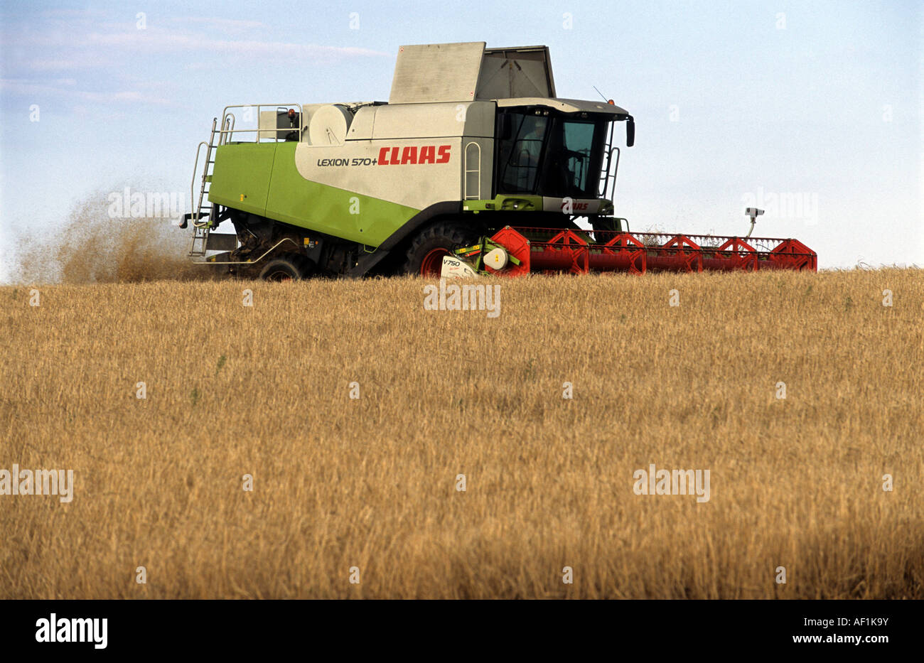 Claas combine harvester cutting wheat on farmland near Snape, Suffolk, UK. Stock Photo