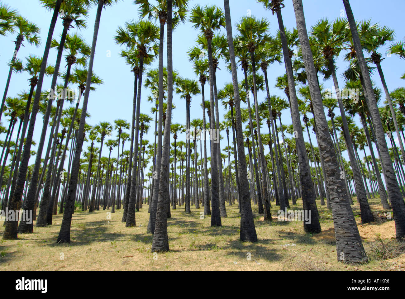 TALL PALM TREES IN TAMILNADU Stock Photo Alamy buy-sylvester-palm-trees-for-sale-in-orlando-kissimmee-palm-trees