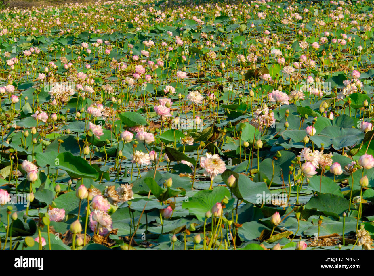 Nelumbo nuclifera hi-res stock photography and images - Alamy