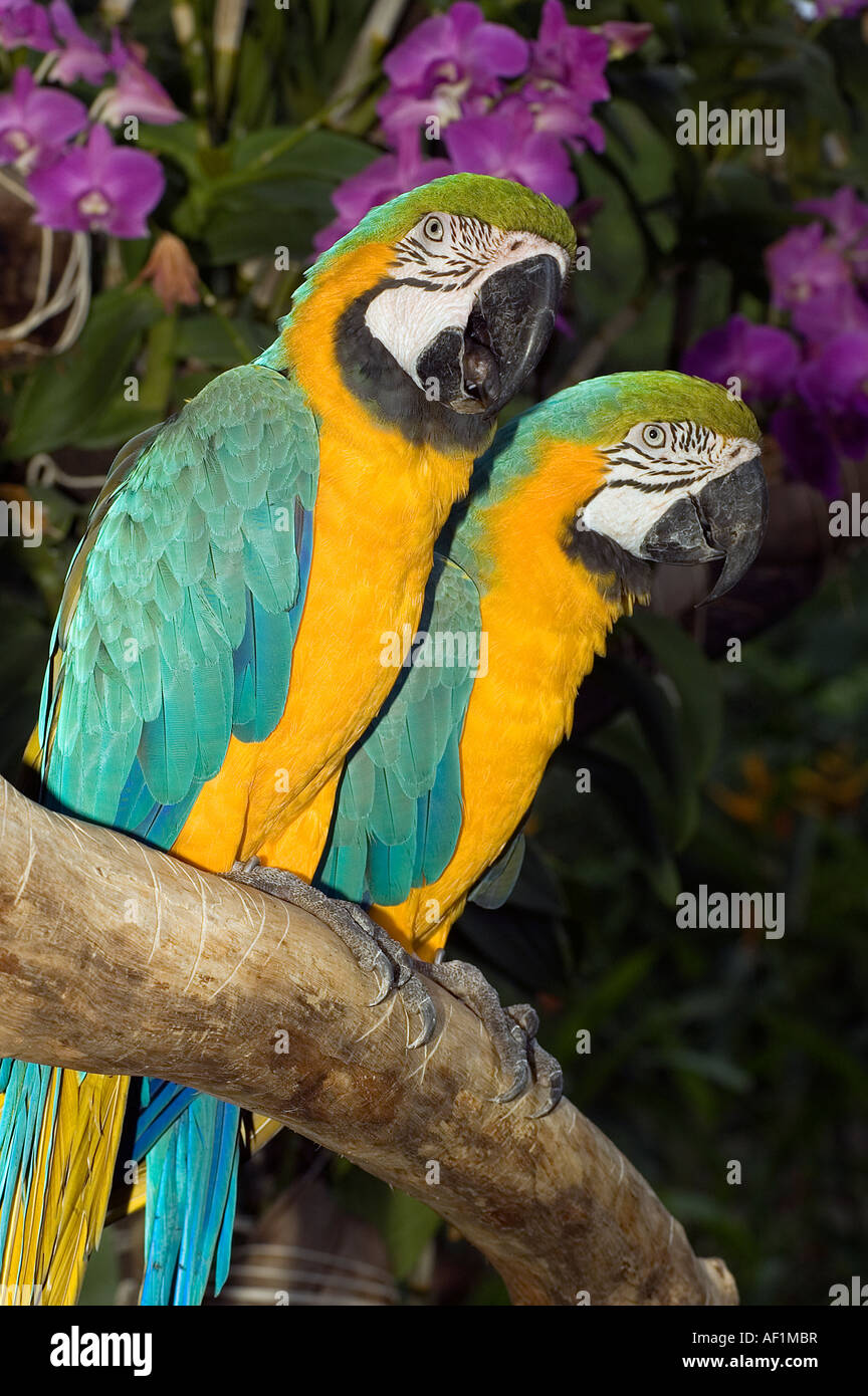 Macaws in Jurong Bird Park, Singapore. Stock Photo