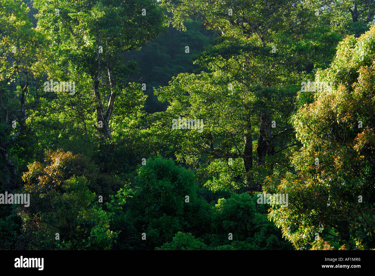 FOREST IN MORNING LIGHT SAIRANDHRI SILENT VALLEY NATIONAL PARK Stock Photo