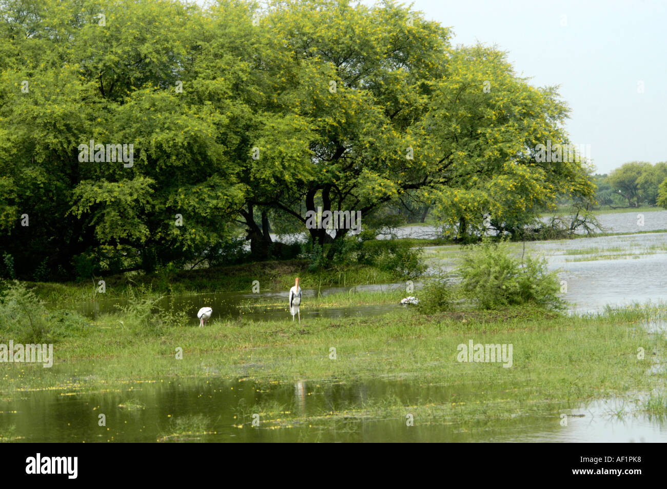 BHARATPUR BIRD SANCTUARY RAJASTHAN Stock Photo - Alamy