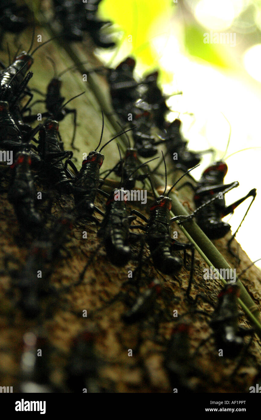 Tens of black grasshoppers on the trunk of a tree in the Peten jungle, Guatemala Stock Photo