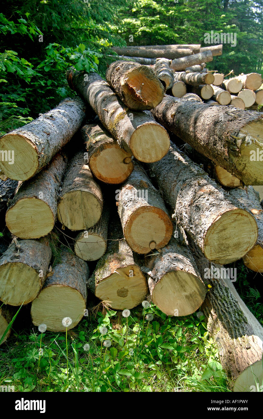 Saw logs waiting at saw mill Madoc Ontario Canada Stock Photo Alamy