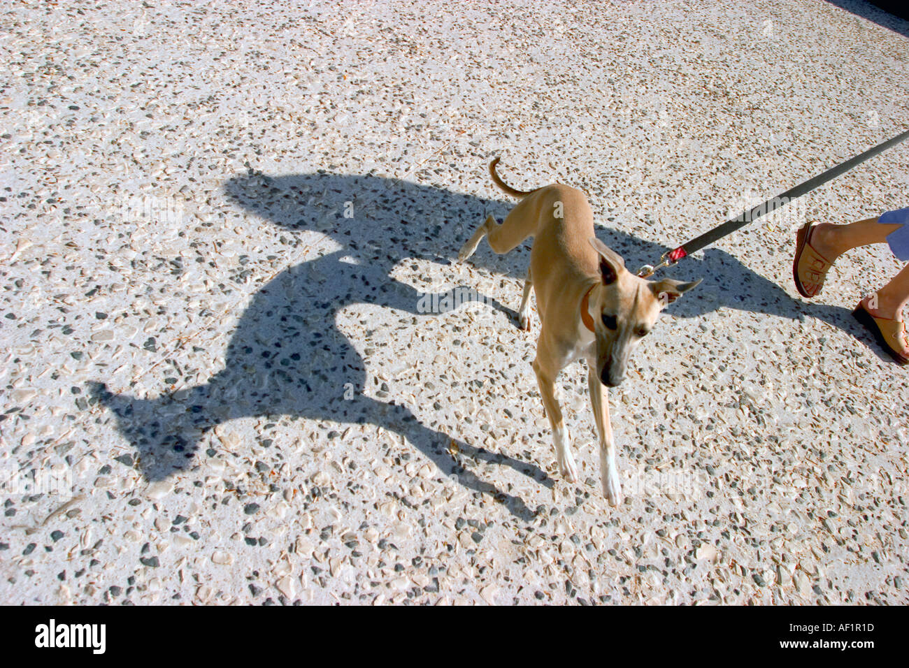 a little dog and his shadow walking with master on road Stock Photo