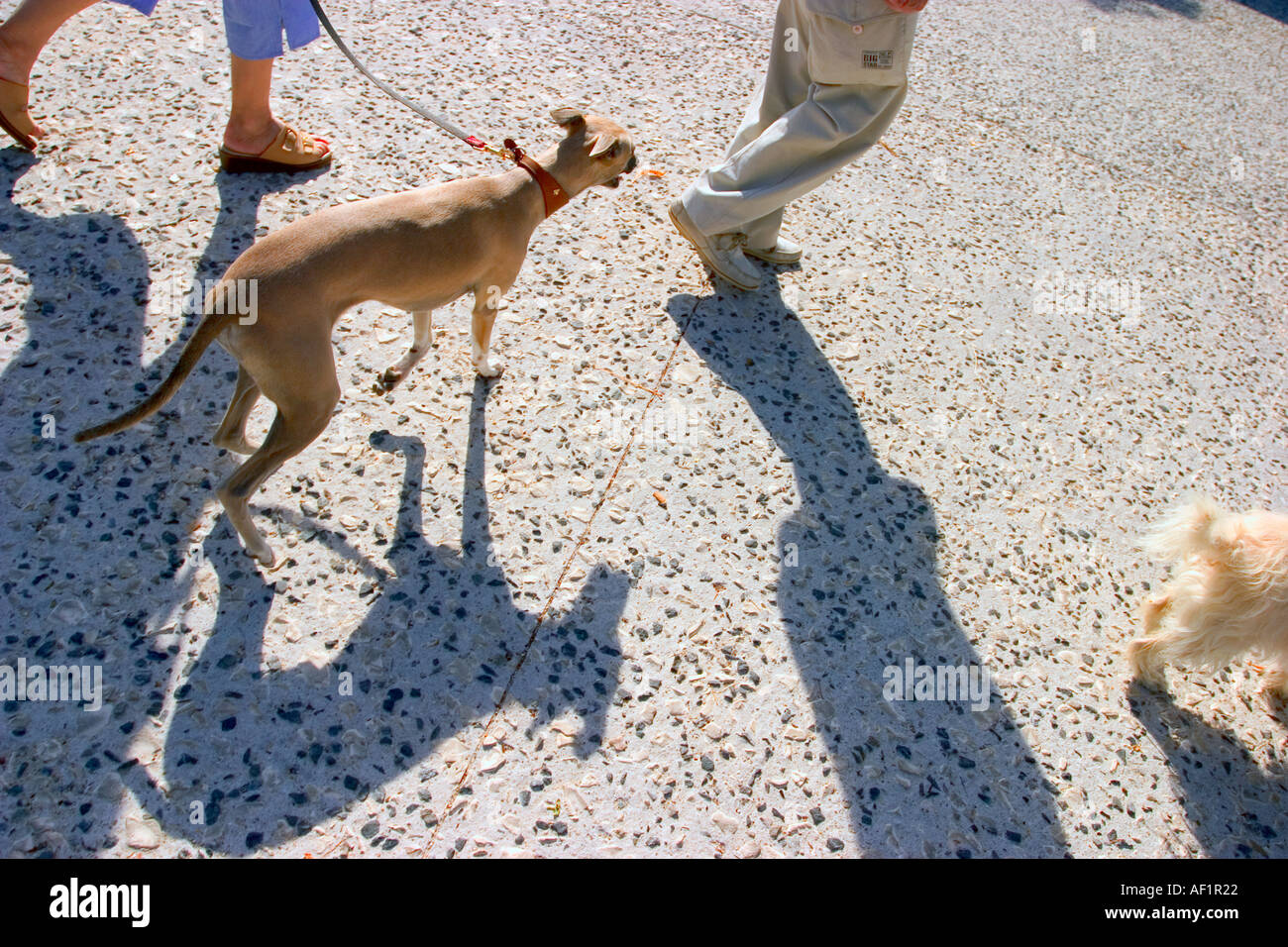 a little dog and his shadow walking with master on road and meeting another dog Stock Photo