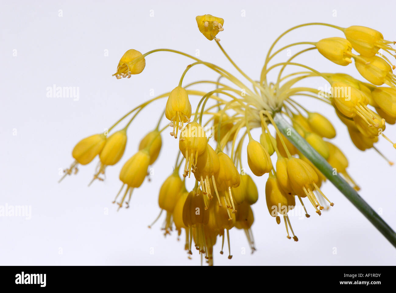 Yellow onion flowerhead - Allium flavum Stock Photo