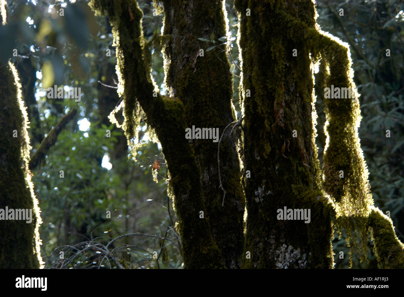 JUNGLE INTERIORS BINSAR WILDLIFE SANCTUARY UTTARANCHAL INDIA Stock Photo