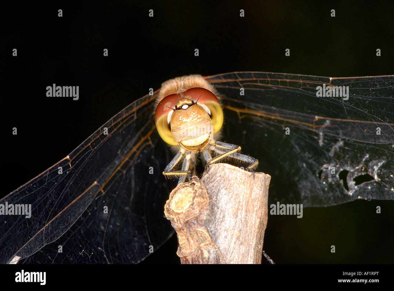 Close up of a Brown Hawker Dragonfly smiling Stock Photo