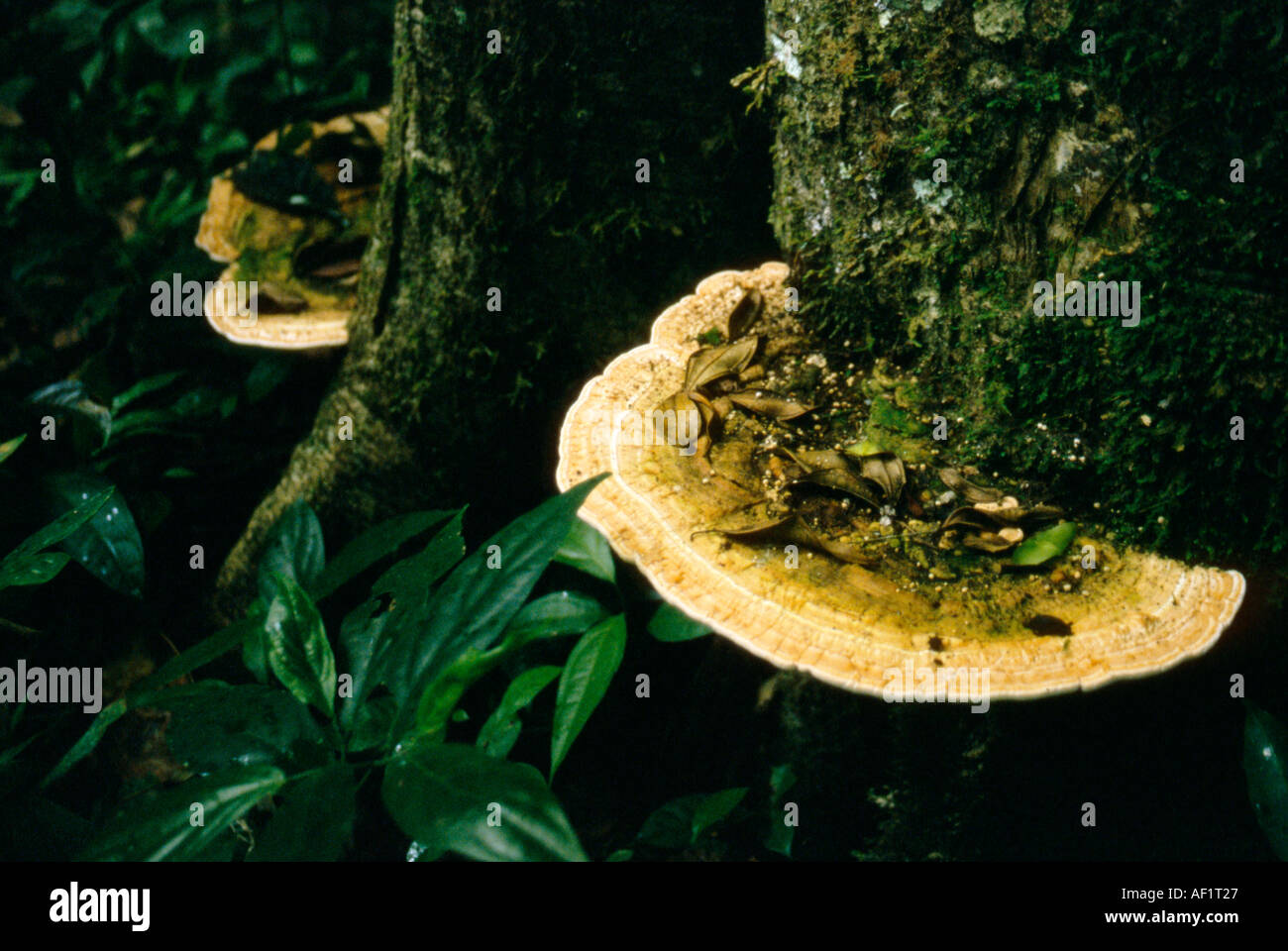 Bracket fungus thrive in the damp jungles of lowland Bolivia Stock Photo