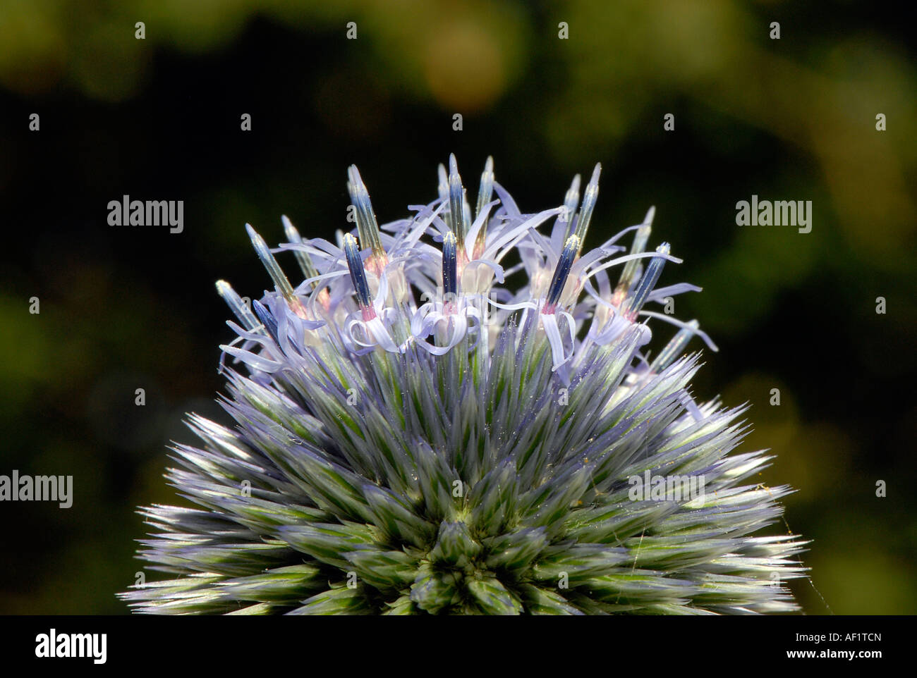 Close up of a Globe thistle head - Echinops ritro 'Veitch's blue' Stock Photo
