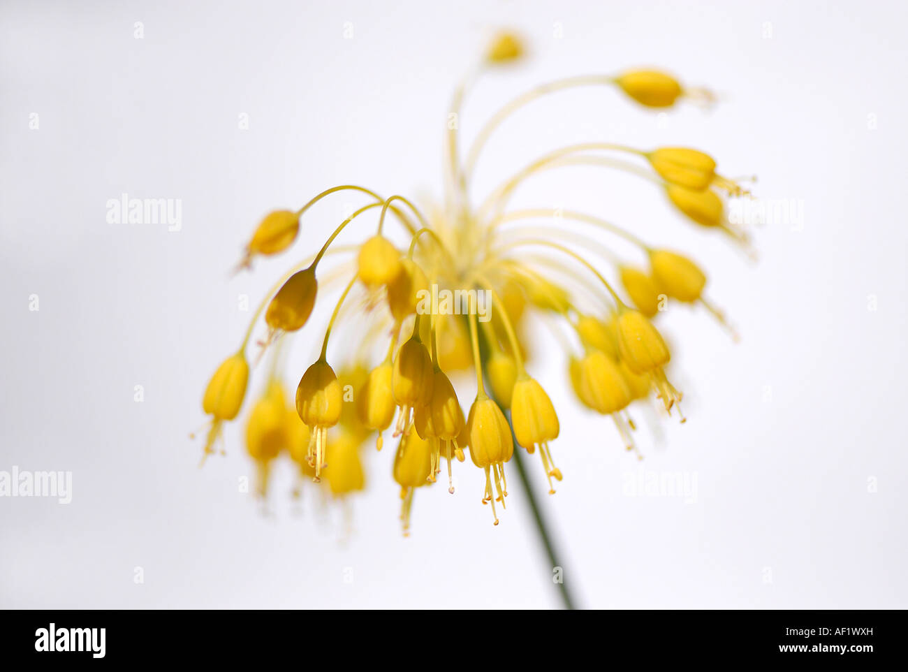 Yellow onion flowerhead - Allium flavum Stock Photo