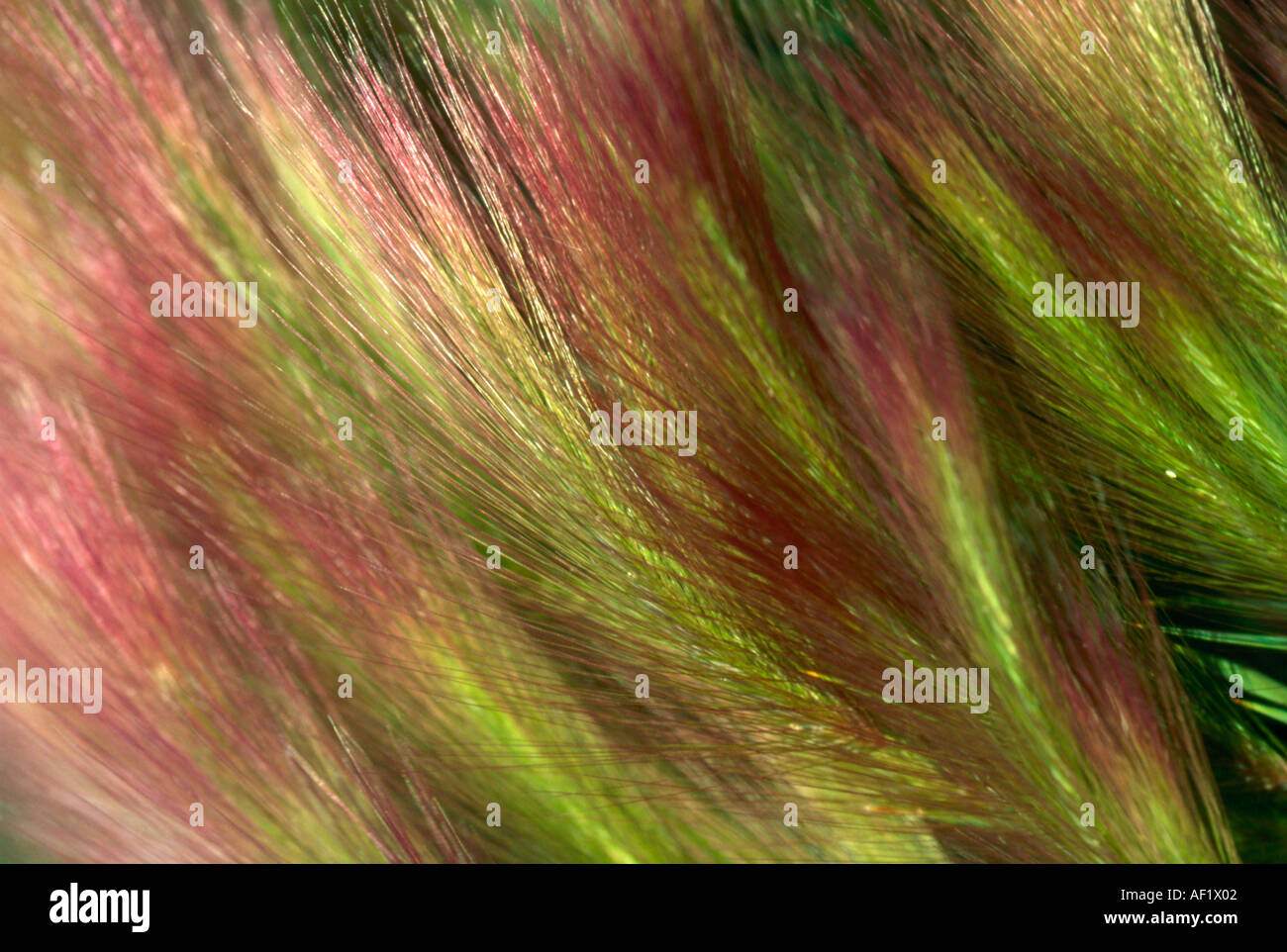 Pink and green fronds of wild squirrel-tail grass in Alaska Stock Photo