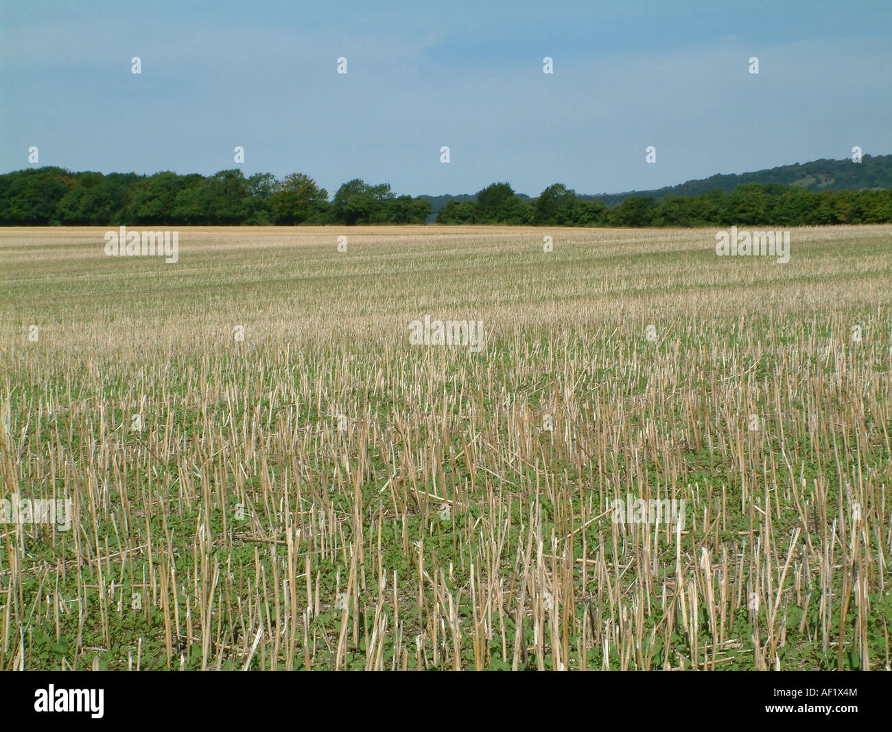 stubble field in late summer, near Lavant, West Sussex, England Stock ...