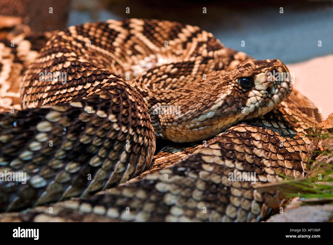 Eastern DiamondBack Rattlesnake Stock Photo Alamy