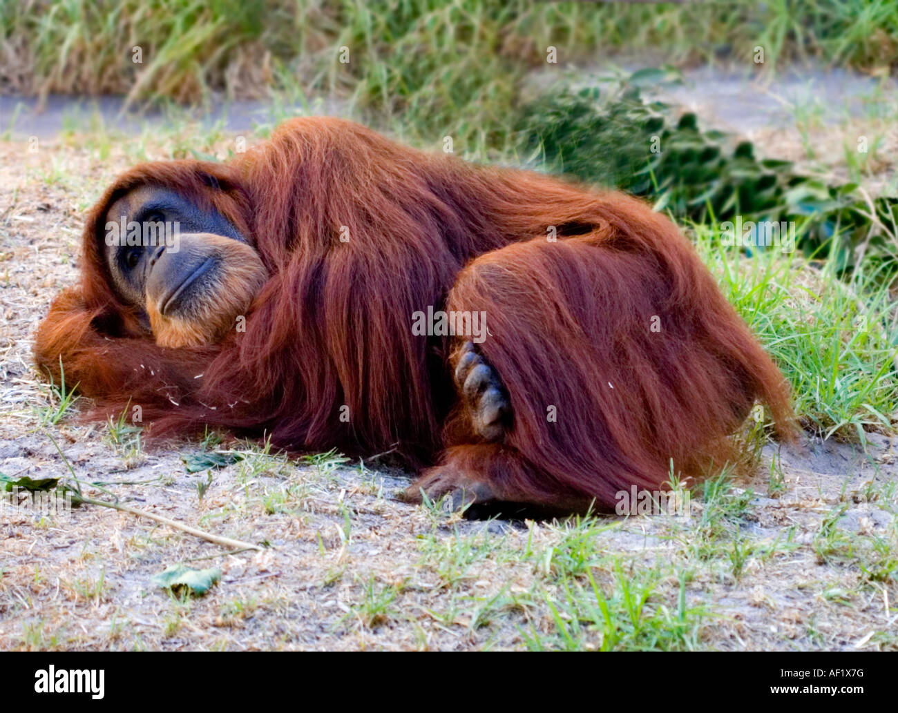 Sleeping Orangutan High Resolution Stock Photography and Sleeping Orangutan High Resolution Stock Photography and