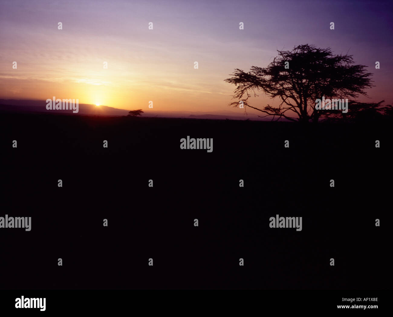 Sunrise over the African Plain with the classic silhouette of Acacia trees Stock Photo