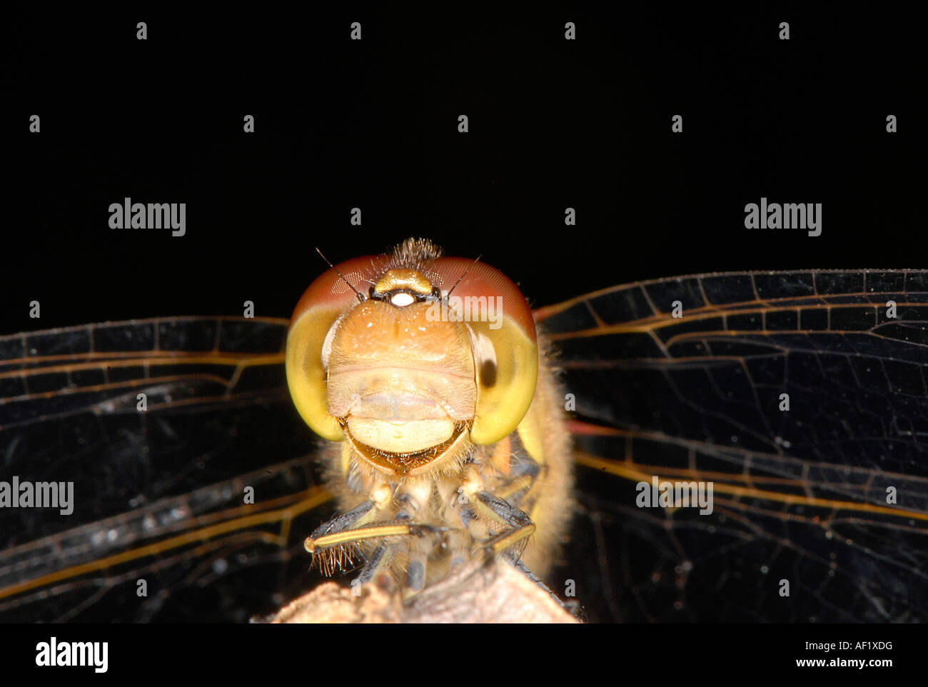 Close up of a Brown Hawker Dragonfly smiling Stock Photo