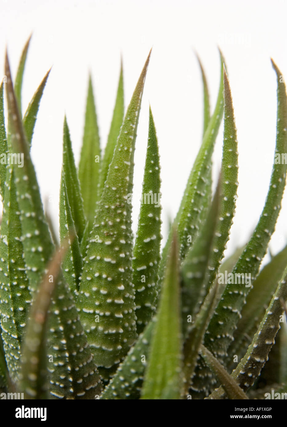 shaving cream aloe Aloe Vera Refreshing Subtle Scent Fendrihan Shaving Cream, Softens Hair Moisturizes Soothes, Rich Lather, 150ml main image 0