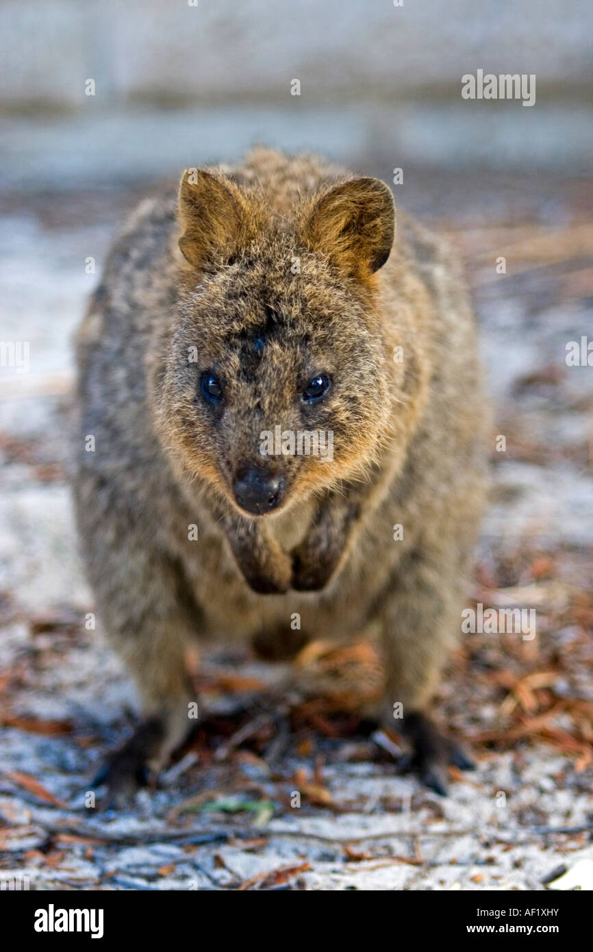 A Quokka (Setonix brachyurus), on Rottnest Island, Western Australia ...