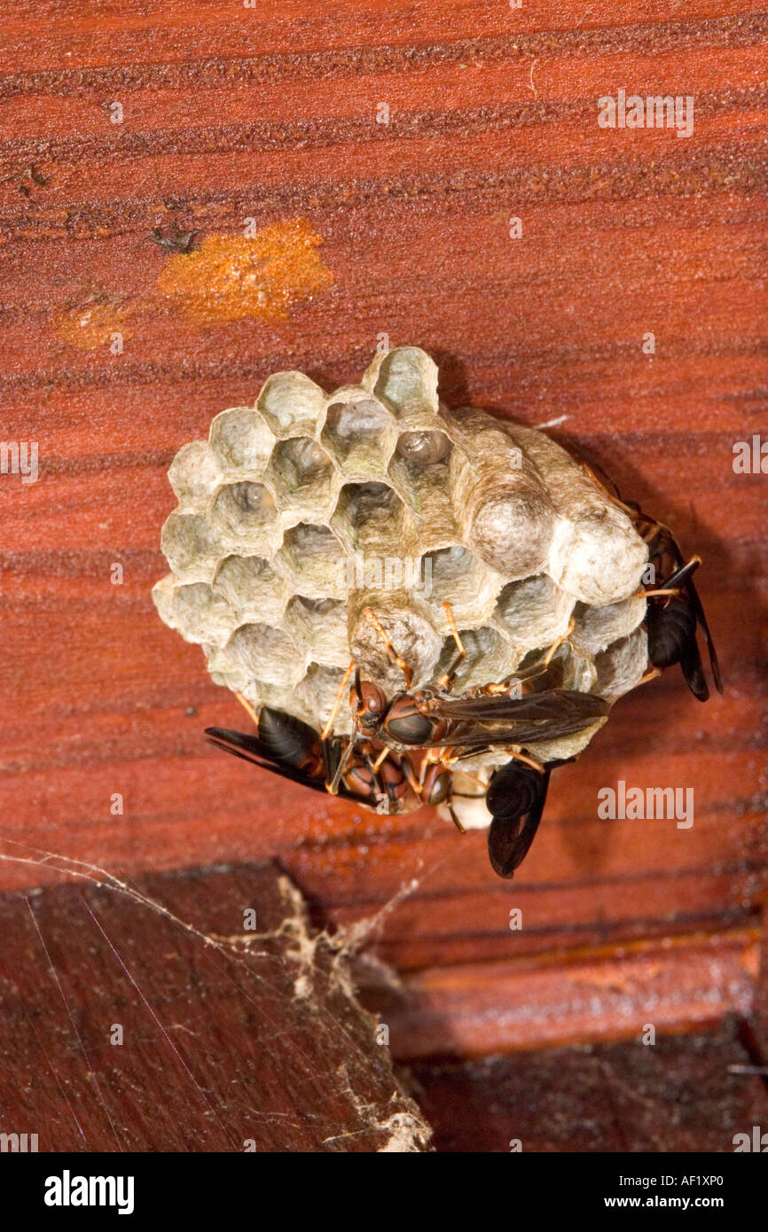 Paper wasp sting hi-res stock photography and images - Alamy