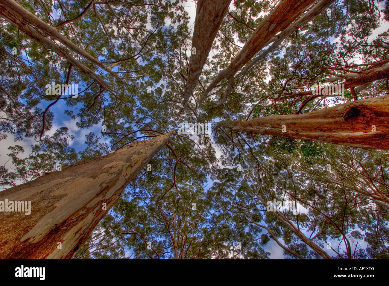 Karri forest Near Pemberton, Western Australia Stock Photo Alamy