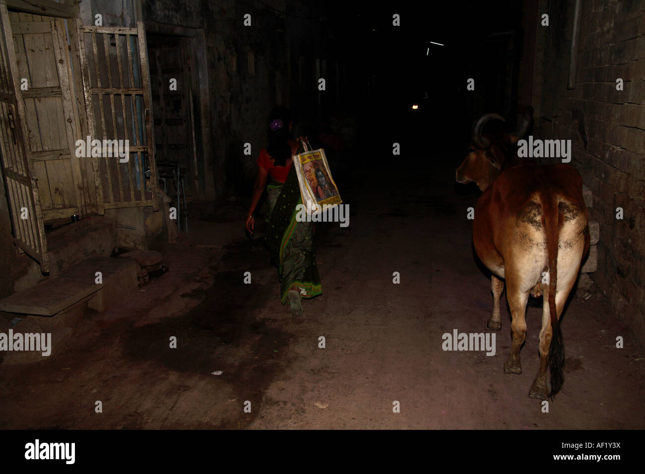 Indian female wearing sari and sacred Indian cow wander along dark street without street lights after dusk in Dwarka, Gujarat, India Stock Photo